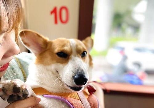 企鹅吃瓜爆料最新版,娱乐圈最新猛料大揭秘!